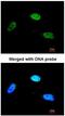 Zinc Finger Protein 398 antibody, NBP1-31317, Novus Biologicals, Immunofluorescence image 