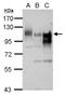 GGCX antibody, NBP2-16651, Novus Biologicals, Western Blot image 