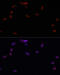 Yes Associated Protein 1 antibody, 13-370, ProSci, Immunofluorescence image 
