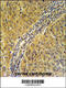 Dynein Cytoplasmic 1 Light Intermediate Chain 2 antibody, 61-944, ProSci, Immunohistochemistry paraffin image 