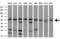 ATPase H+ Transporting V1 Subunit B2 antibody, M04927, Boster Biological Technology, Western Blot image 