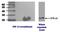 Interferon Gamma antibody, NBP2-50435, Novus Biologicals, Western Blot image 