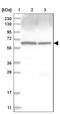 Coatomer subunit delta antibody, NBP1-85515, Novus Biologicals, Western Blot image 
