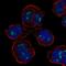 Pleckstrin antibody, HPA057341, Atlas Antibodies, Immunocytochemistry image 