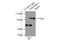Janus Kinase And Microtubule Interacting Protein 1 antibody, 13846-1-AP, Proteintech Group, Immunoprecipitation image 
