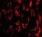 Barrier To Autointegration Factor 1 antibody, A02734-1, Boster Biological Technology, Immunofluorescence image 