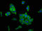 Protocadherin-11 X-linked antibody, LS-C673568, Lifespan Biosciences, Immunofluorescence image 