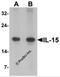 Interleukin-15 antibody, 7231, ProSci Inc, Western Blot image 