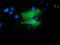 RB Binding Protein 9, Serine Hydrolase antibody, TA501741, Origene, Immunofluorescence image 