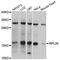 Ribosomal Protein L35 antibody, A9043, ABclonal Technology, Western Blot image 