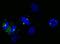 CEP215 antibody, IHC-00063, Bethyl Labs, Immunocytochemistry image 
