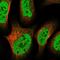 Zinc Finger Protein 609 antibody, PA5-59314, Invitrogen Antibodies, Immunofluorescence image 