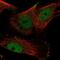 YEATS Domain Containing 2 antibody, NBP1-92601, Novus Biologicals, Immunofluorescence image 