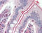 Sodium/glucose cotransporter 1 antibody, TA318857, Origene, Immunohistochemistry paraffin image 