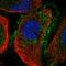 Cyclin Y Like 1 antibody, HPA046825, Atlas Antibodies, Immunocytochemistry image 
