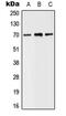 Solute Carrier Family 6 Member 8 antibody, MBS820904, MyBioSource, Western Blot image 