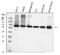 YY1 Transcription Factor antibody, M00833-3, Boster Biological Technology, Western Blot image 