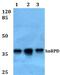 Heterogeneous Nuclear Ribonucleoprotein D antibody, A02895-1, Boster Biological Technology, Western Blot image 