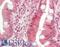 Histone Deacetylase 9 antibody, LS-B10811, Lifespan Biosciences, Immunohistochemistry frozen image 