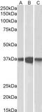 Protein Phosphatase 2 Catalytic Subunit Alpha antibody, LS-C34630, Lifespan Biosciences, Western Blot image 