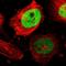 TPX2 Microtubule Nucleation Factor antibody, HPA005487, Atlas Antibodies, Immunocytochemistry image 