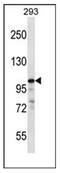 RAS P21 Protein Activator 1 antibody, AP53583PU-N, Origene, Western Blot image 