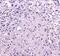 Mtg8 antibody, A01792-1, Boster Biological Technology, Immunohistochemistry frozen image 