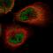 PACT antibody, HPA034996, Atlas Antibodies, Immunofluorescence image 