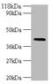 Major Histocompatibility Complex, Class I, G antibody, A53328-100, Epigentek, Western Blot image 