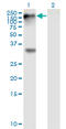EPHB1 antibody, LS-C197146, Lifespan Biosciences, Western Blot image 