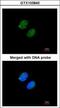 Proteasome subunit alpha type-5 antibody, GTX103845, GeneTex, Immunofluorescence image 