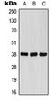 Formyl Peptide Receptor 1 antibody, orb213948, Biorbyt, Western Blot image 