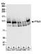 Putative rRNA methyltransferase 3 antibody, A304-199A, Bethyl Labs, Western Blot image 