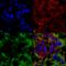 Neuroligin 3 antibody, SMC-471D-A680, StressMarq, Immunocytochemistry image 