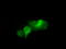 Death Associated Protein Kinase 2 antibody, TA501088, Origene, Immunofluorescence image 