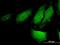 RERG antibody, H00085004-M03, Novus Biologicals, Immunofluorescence image 