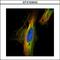 DIAPH1 antibody, LS-C185456, Lifespan Biosciences, Immunocytochemistry image 