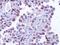 CDC28 Protein Kinase Regulatory Subunit 1B antibody, 36-6800, Invitrogen Antibodies, Immunohistochemistry paraffin image 