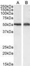 Solute Carrier Family 7 Member 11 antibody, LS-B4345, Lifespan Biosciences, Western Blot image 