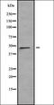 Leucine Rich Repeat Containing 42 antibody, orb335042, Biorbyt, Western Blot image 