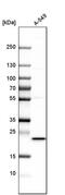 Methionine Sulfoxide Reductase B3 antibody, PA5-53166, Invitrogen Antibodies, Western Blot image 
