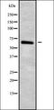 CKLF Like MARVEL Transmembrane Domain Containing 5 antibody, orb338183, Biorbyt, Western Blot image 