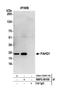 Fumarylacetoacetate Hydrolase Domain Containing 1 antibody, NBP2-59100, Novus Biologicals, Western Blot image 