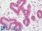 hINO80 antibody, LS-B11393, Lifespan Biosciences, Immunohistochemistry paraffin image 