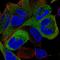Kinesin-like protein KIF11 antibody, HPA010093, Atlas Antibodies, Immunofluorescence image 