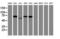 Integrin-alpha FG-GAP repeat-containing protein 2 antibody, LS-C173036, Lifespan Biosciences, Western Blot image 
