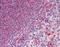 Glutathione Peroxidase 1 antibody, NBP1-39565, Novus Biologicals, Immunohistochemistry frozen image 