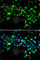 Serine And Arginine Rich Splicing Factor 4 antibody, A6978, ABclonal Technology, Immunofluorescence image 