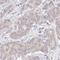 Zinc Finger DHHC-Type Containing 11B antibody, HPA057886, Atlas Antibodies, Immunohistochemistry frozen image 