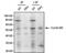 Cyclin B2 antibody, MA1-156, Invitrogen Antibodies, Immunoprecipitation image 